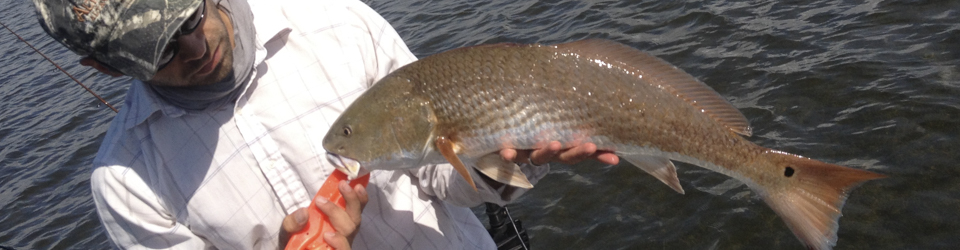 Red Drum Fishery Data Synthesis
