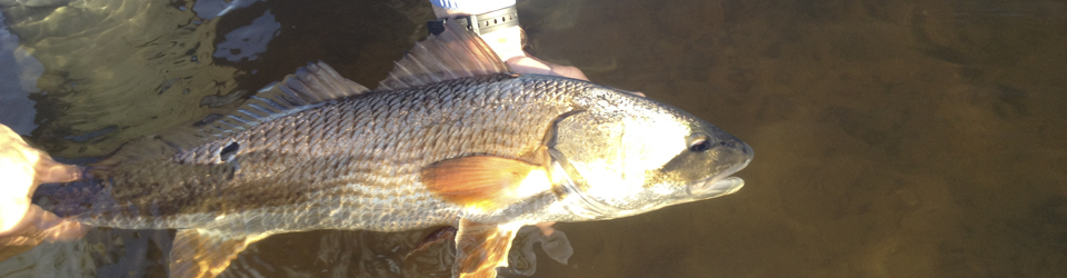 Red Drum Fishery Data Synthesis